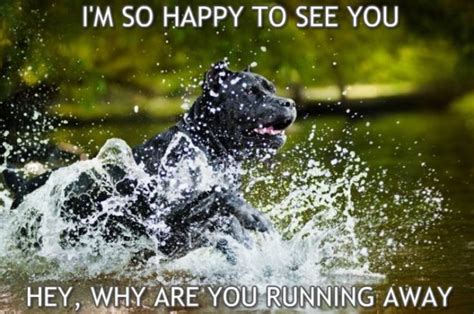 Im So Happy To See You Hey Why Are You Cane Corso Meme 1 Virily