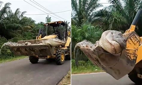 Massive 14ft Crocodile Captured Beheaded And Buried By Indonesian