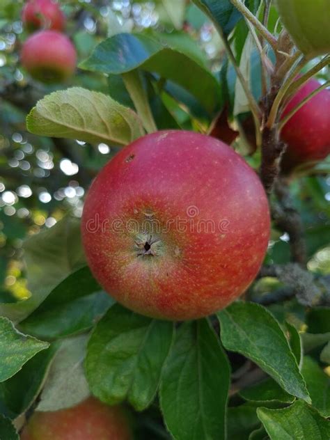 Close Up Shot Of Red Apple Fruit On The Tree Stock Photo Image Of
