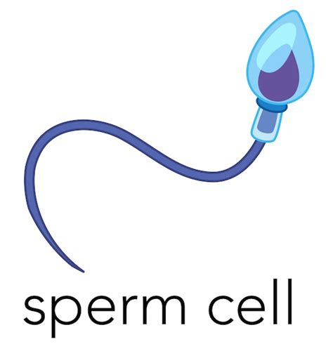 Premium Vector Close Up Of A Sperm Cell
