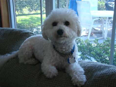 23 Haircuts For Bichon Frise Image Bleumoonproductions