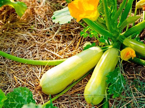 How To Plant Grow And Care For Zucchini