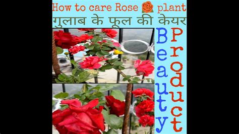 How To Care Rose 🌹 Plant In Summer।गुलाब के पेड़ की गर्मी में केयर। How