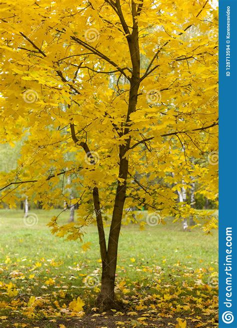Autumnal Yellow Leaves On Tree In Forest Stock Photo Image Of Bright