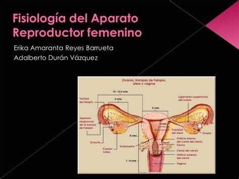 Fisiología Del Aparato Reproductor Femenino