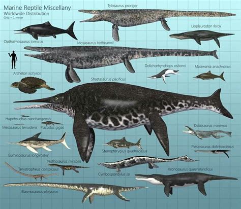 Monstruos Marinos Del Pasado Past Sea Monsters Prehistoric Animals