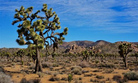 Our Return Visit To Beautiful Joshua Tree National Park
