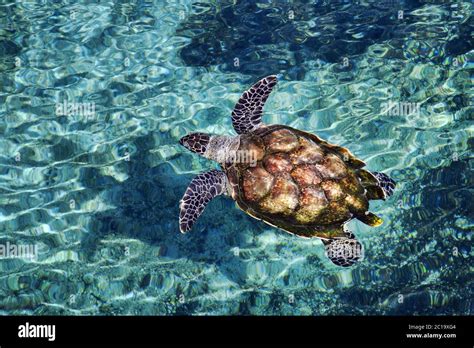 Hawksbill Sea Turtle Eretmochelys Imbricata Stock Photo Alamy