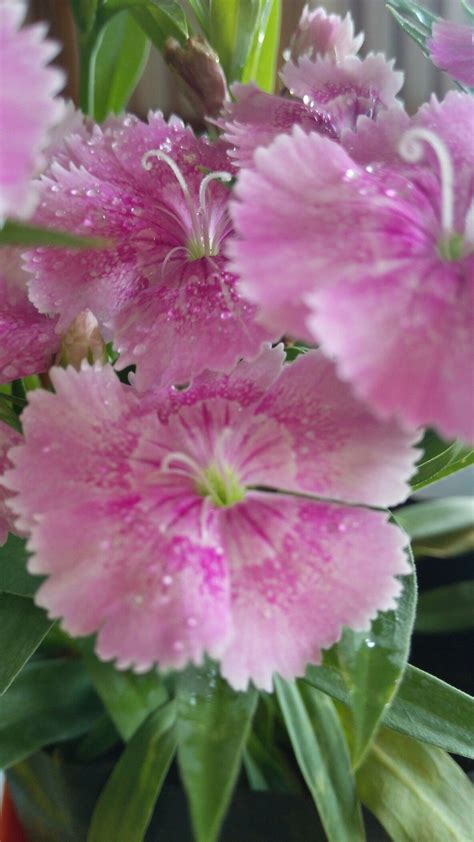 Pin by mahendra on pink dianthus | Pink dianthus, Flowers ...