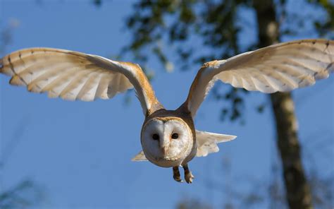 Owls Wings Could Help Beating Wind Turbines Noise The Good Energy By Sesino S P A
