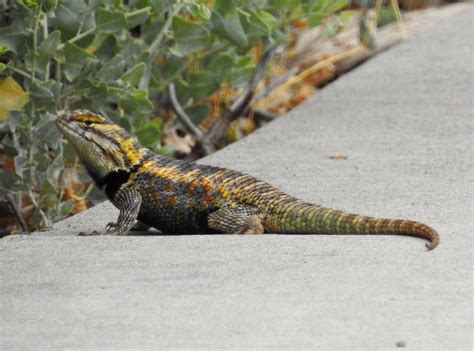 Spiny Lizard Sceloporus Magister 13 Lizard Reptiles Animals