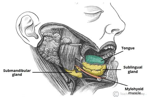 The Oral Cavity Divisions Innervation Teachmeanatomy