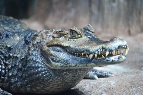 Reptile Crocodile Stock Image Image Of Tropical Isolated 264609057