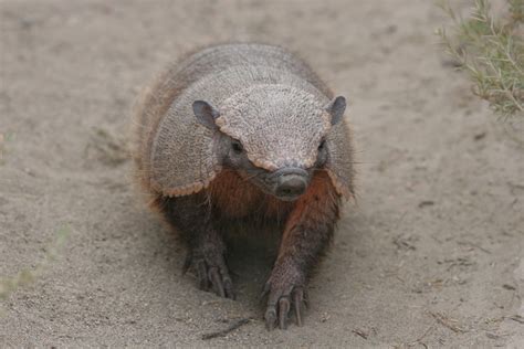 Large Hairy Armadillo Species In World Land Trust Reserves
