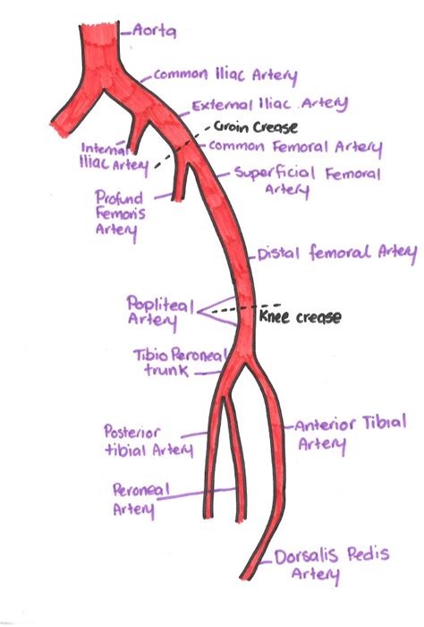 Arteries distribute oxygenated blood throughout the body, while veins carry deoxygenated blood to the heart. Arterial Lower Limbs - Advanced Doppler & Vascular Sonography
