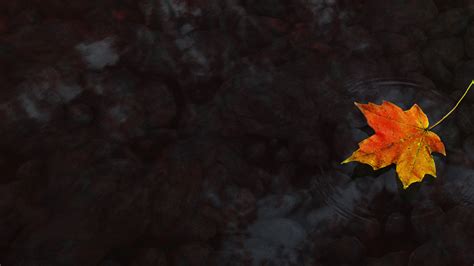 Autumn Leaf Water Wallpapers Wallpaper Cave