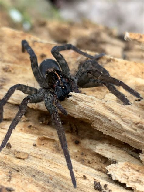 Absolutely Stunning Wolf Spider I Found Today Rspiders