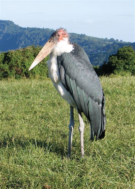 Marabou African Stork Like Vulture Britannica