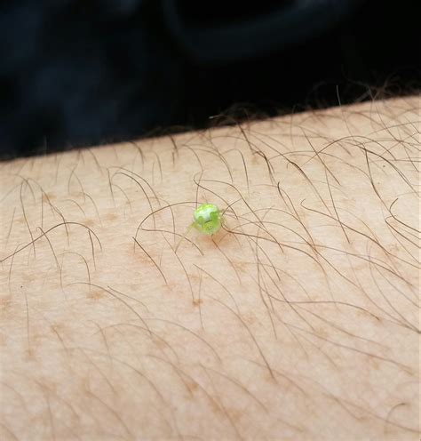 The majority of kentucky's spiders are harmless to humans, even when they enter our living environments. Tiny, really bright green spider on my arm : spiderbro