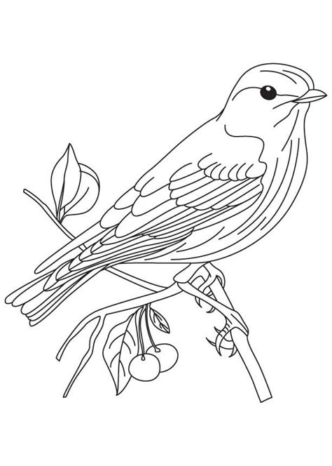 Bluebird Coloring Pages Best Coloring Pages For Kids Bird Coloring