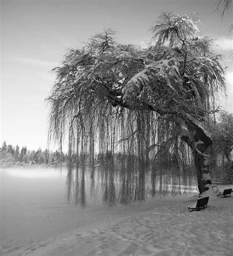 Weeping Willow Winterscape Winter Is Here Greg
