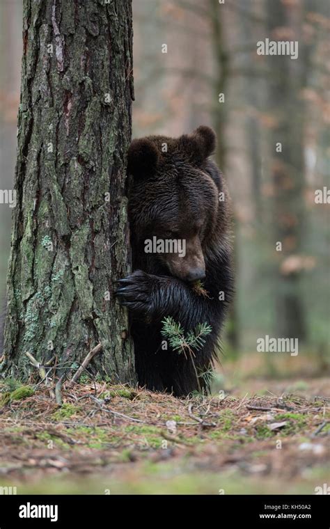 Brown Bear Braunbaer Ursus Arctos Playful Adolescent Hiding Behind A Tree Looks Like