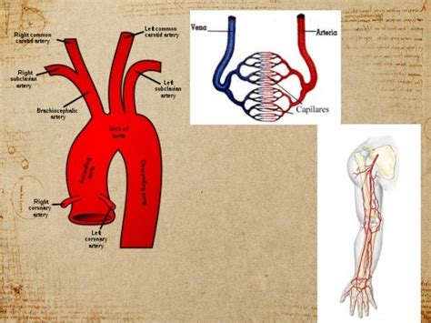 Sistema Circulatorio Siistema Venoso Y Arterial
