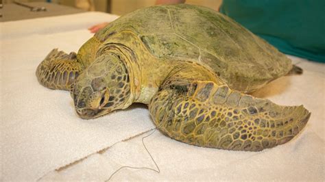 Sea Turtle Found Entangled In Fishing Line Taken To Brevard Zoo