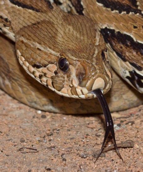 Russells Viper One Of The Big Four Venomous Snakes Found In India