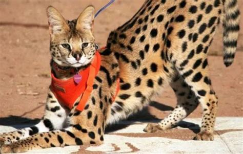 Kucing Serval