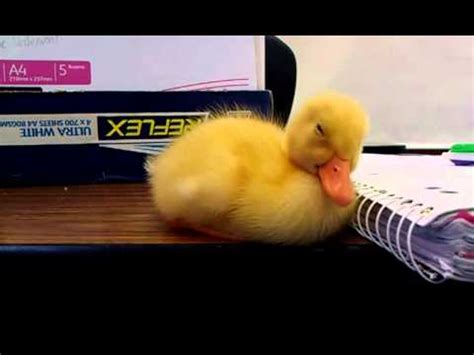 VIDEO Un pato bebé que no se puede mantener despierto