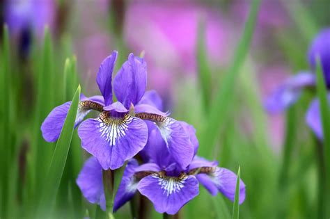 How To Care For Iris Ensata Japanese Iris Home And Gardenia