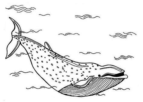 Download, print, and color illustrations of marine ecosystems and animals. Blue Whale in the Deep of the Sea Coloring Page - NetArt