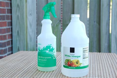 Let's see what can be prepared to protect your garden from cats. Is White Vinegar a Good Bug Repellent | Homemade bug spray ...