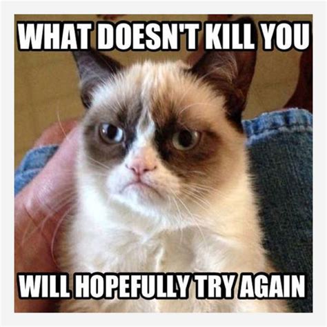 9 Best Grumpy Cat Memes Funny Grumpy Cat Memes Grumpy Cat Humor