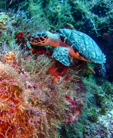 Sea Turtle | Sea turtle, Turtle love, Turtle