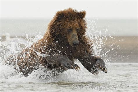 Exciting Brown Bear Fishing Picture Shetzers Photography