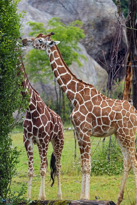 Giraffe Giraffe Animals Hd Phone Wallpaper Peakpx