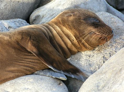 Baby Sea Lion Very Young Sea Lion Galapagos Islands By