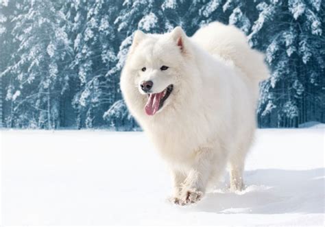 25 White Fluffy Dog Breeds Youll Love Big And Small Puplore