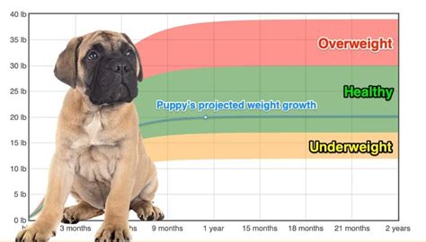 How Much Does A Full Grown Bull Mastiff Weigh