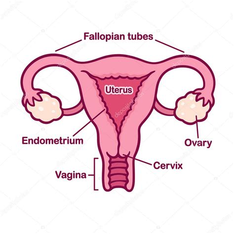 Female Reproductive System Labels Systemdesign
