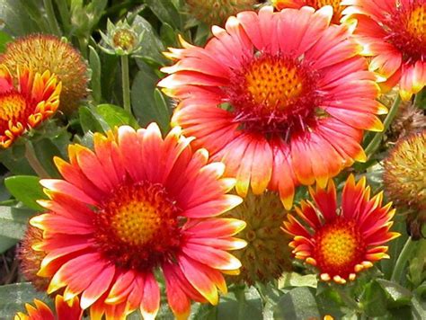 Its flowers could last for just a day, however their succession open up day in and day out, making sure that your garden appears cheerful. Plants That Bloom in Summer | DIY