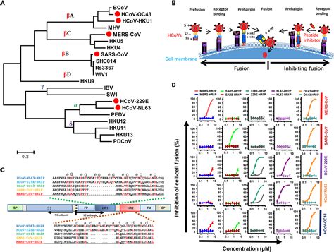 A Pan Coronavirus Fusion Inhibitor Targeting The Hr1 Domain Of Human