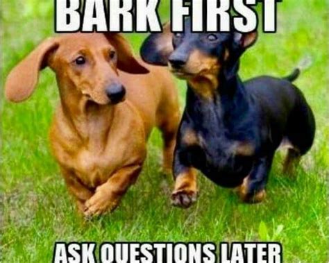 Best Dachshund Memes On The Internet Mimis Dachshund