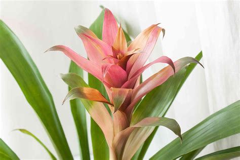 Bromeliads Plant Care And Growing Guide