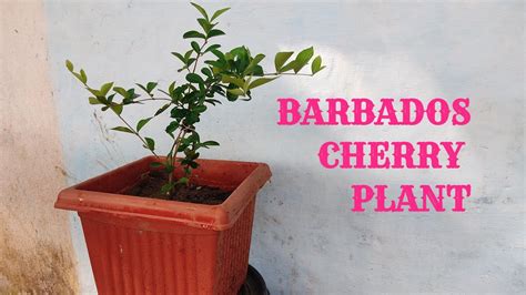 How To Grow Barbados Cherry Plant Thanks To Amazon Online Purchased