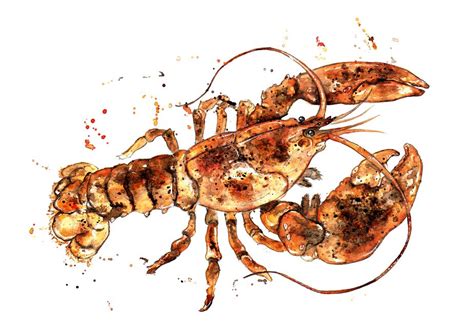 Amy Holliday Illustration Sealifecrustaceans Series Maine American