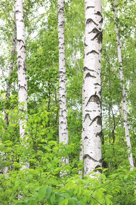 Birch Trees With White Bark In Birch Grove Stock Photo Image Of