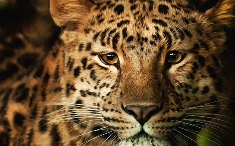 Leopard Wallpapers And Images Wallpapers Pictures Photos